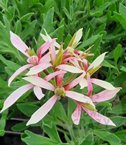 Jips Joan The Wad is more finely formed than traditional types of Stellar Pelargonium / Geranium and provides a flurry of light and dark pink flowers
