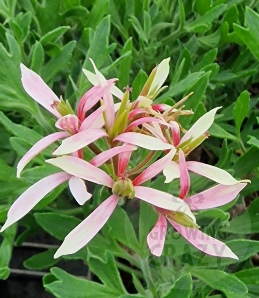 Jips Joan The Wad is more finely formed than traditional types of Stellar Pelargonium / Geranium and provides a flurry of light and dark pink flowers