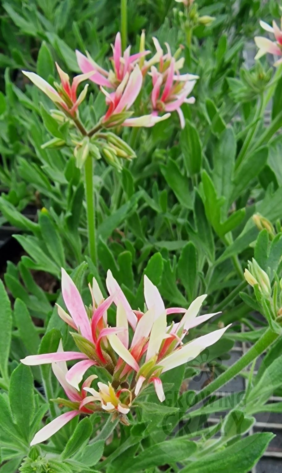 Jips Joan The Wad is more finely formed than traditional types of Stellar Pelargonium / Geranium and provides a flurry of light and dark pink flowers