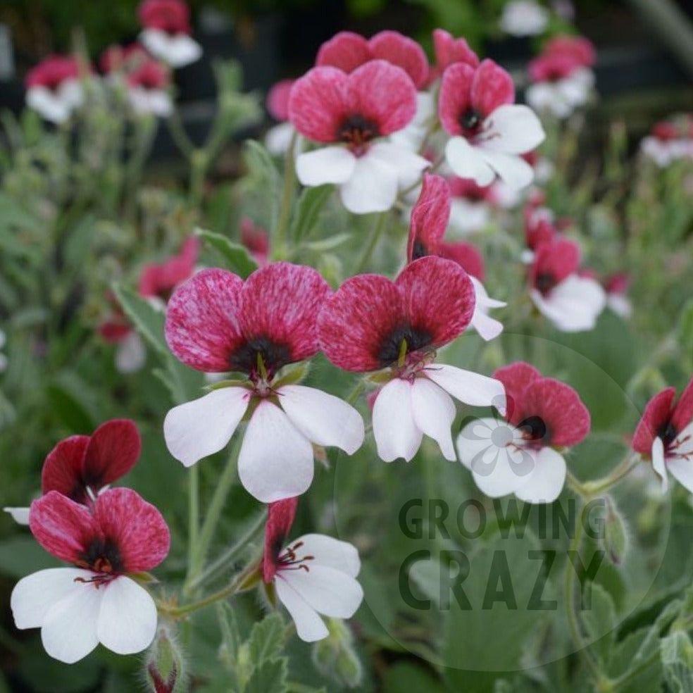Splendide - Species Pelargonium / Geranium - Single Plant 6cm bio Pot