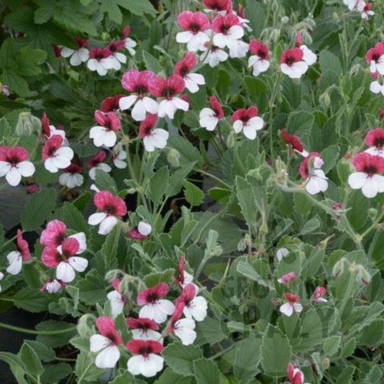 Splendide - Species Pelargonium / Geranium - Single Plant 6cm bio Pot