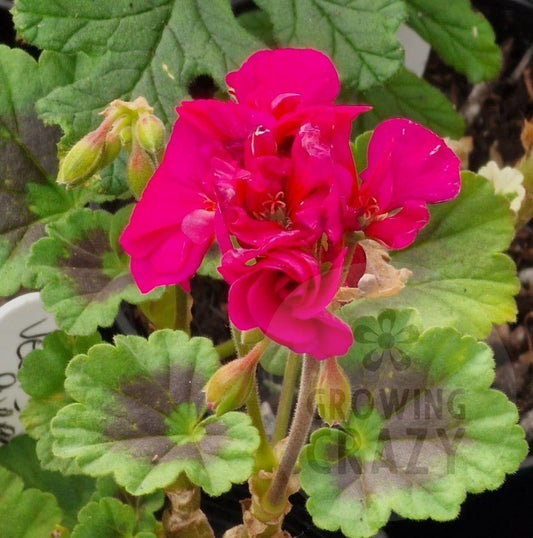 Vectis Purple - Zonal Pelargonium / Geranium Garden Plant - 6cm pot