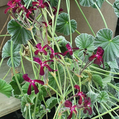 P. sidoides (magenta form) - Specie Pelargonium / Geranium - Single Plant 6cm bio Pot