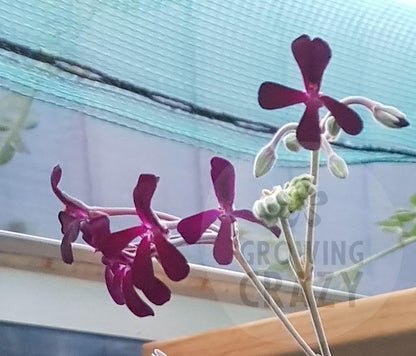 P. sidoides (magenta form) - Specie Pelargonium / Geranium - Single Plant 6cm bio Pot