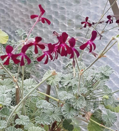 P. sidoides (magenta form) - Specie Pelargonium / Geranium - Single Plant 6cm bio Pot
