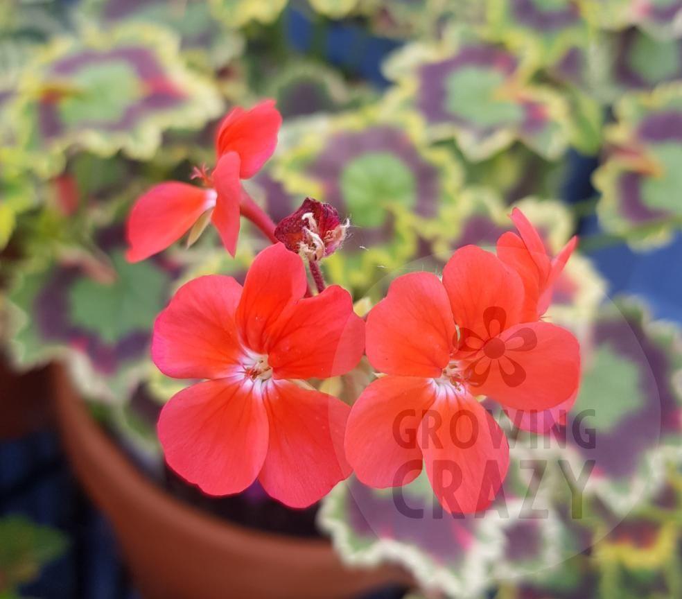Skies of Italy - Coloured Fancy Leaf Pelargonium (Geranium) Plantreddish-orange colour flowers  - Great on the patio! bold splash of colour from its foliage. Victorian intresting 