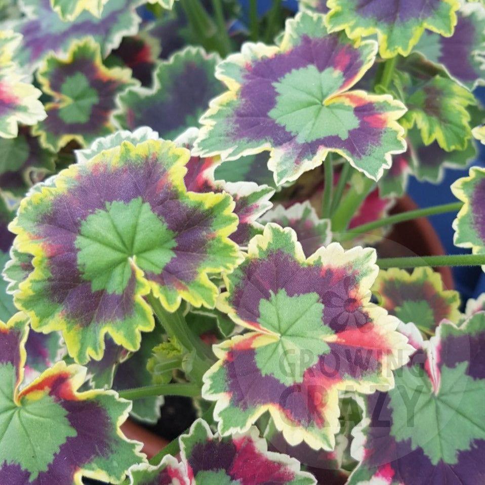 Skies of Italy - Coloured Fancy Leaf Pelargonium (Geranium) Plant - 6cm bio pot - Great on the patio!