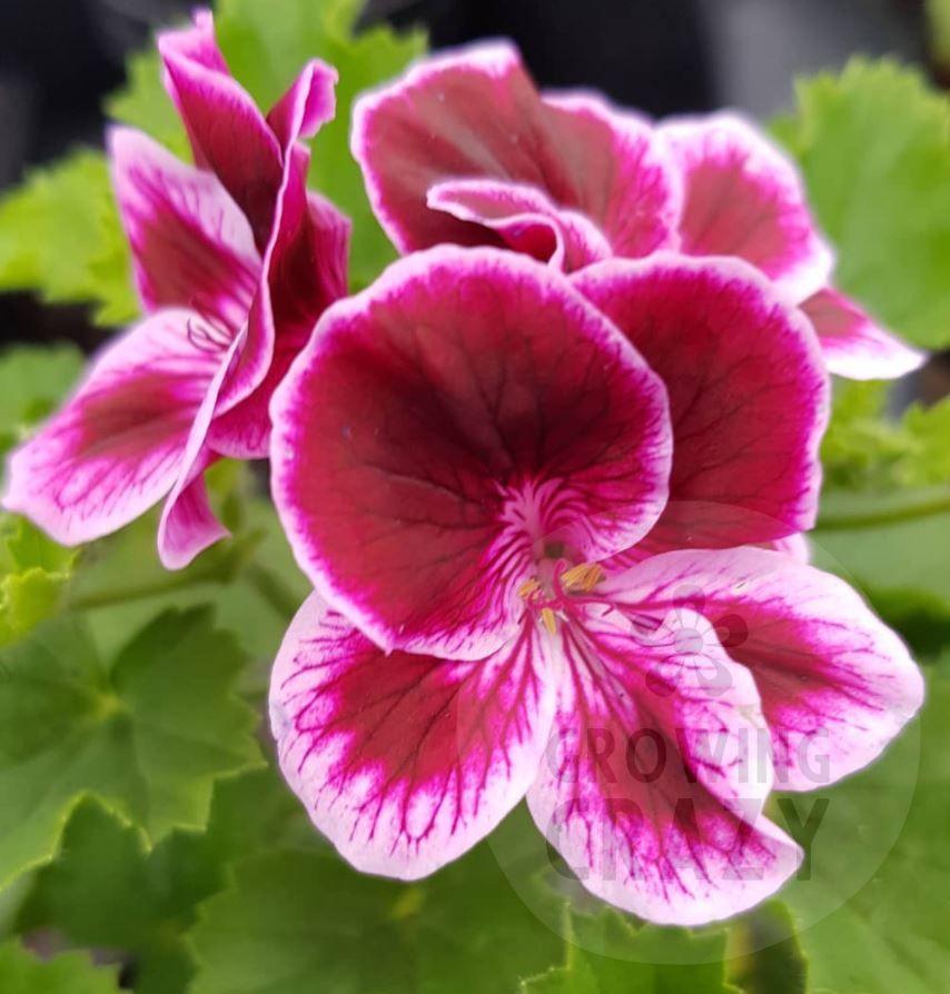 Spanish Angel - Angel Pelargonium Geranium lavender flushed with purple with an almost black-purple veining and centre. hanging basket  good flowerer 