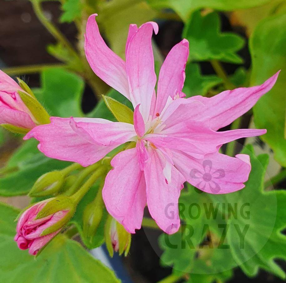 Super Nova - Stellar Pelargonium (Geranium) Plant - 6cm bio pot