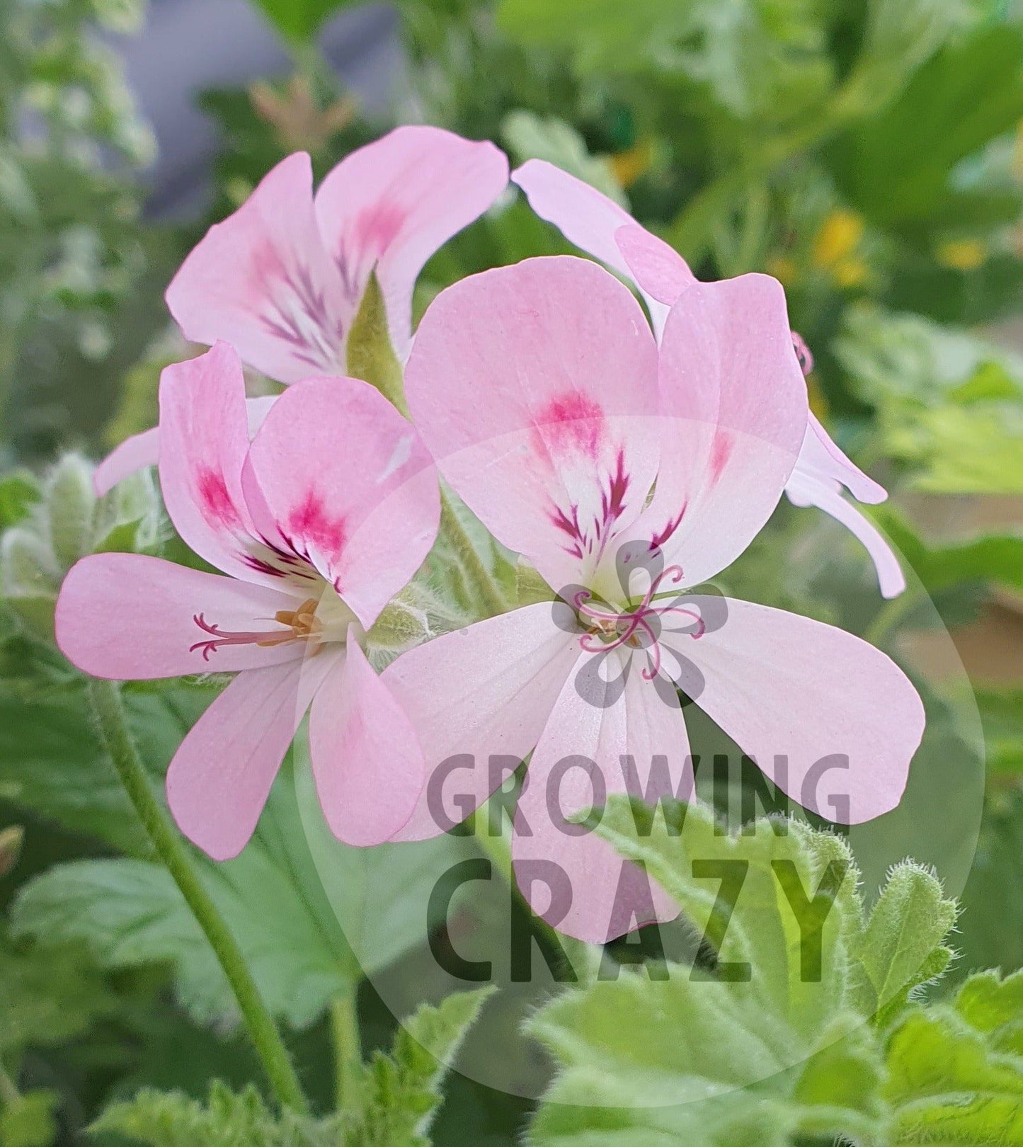 Sweet Mimosa Scented Geranium