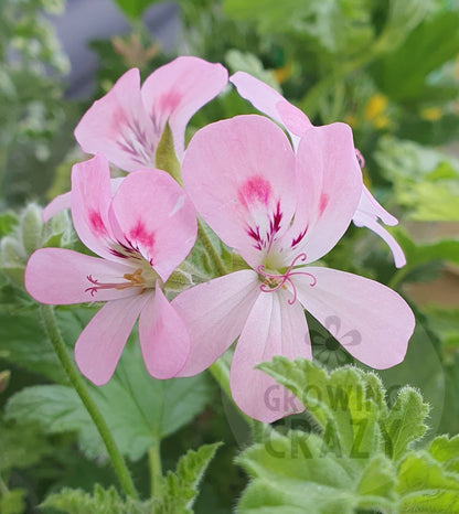 Sweet Mimosa Scented Geranium