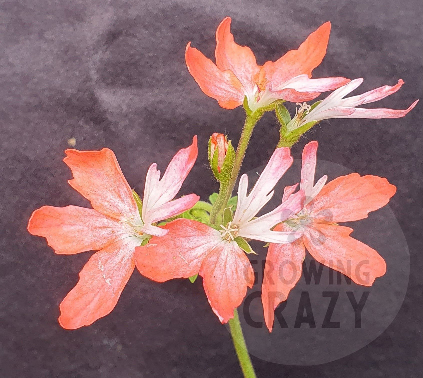 Tangerine Elf is a particularly striking Stellar Pelargonium plant as it produces bursts of flowers of two-tone petals coloured orange and white.  