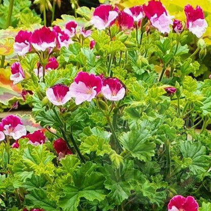 Tip Top Duet - Angel Pelargonium (Geranium) Plant - 6cm bio pot