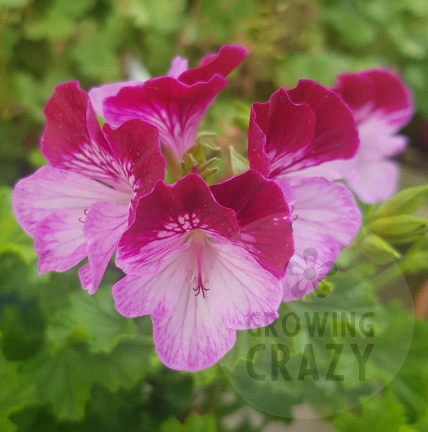 Tip Top Duet - Angel Pelargonium Geranium  striking  fast growing purple 