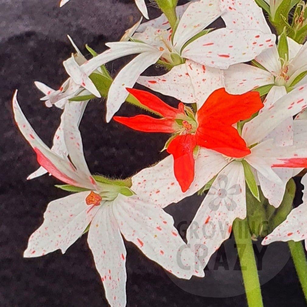 Vectis Glitter bursts through like a firework with nice sized white blooms splashed with a glitter of bright red.   