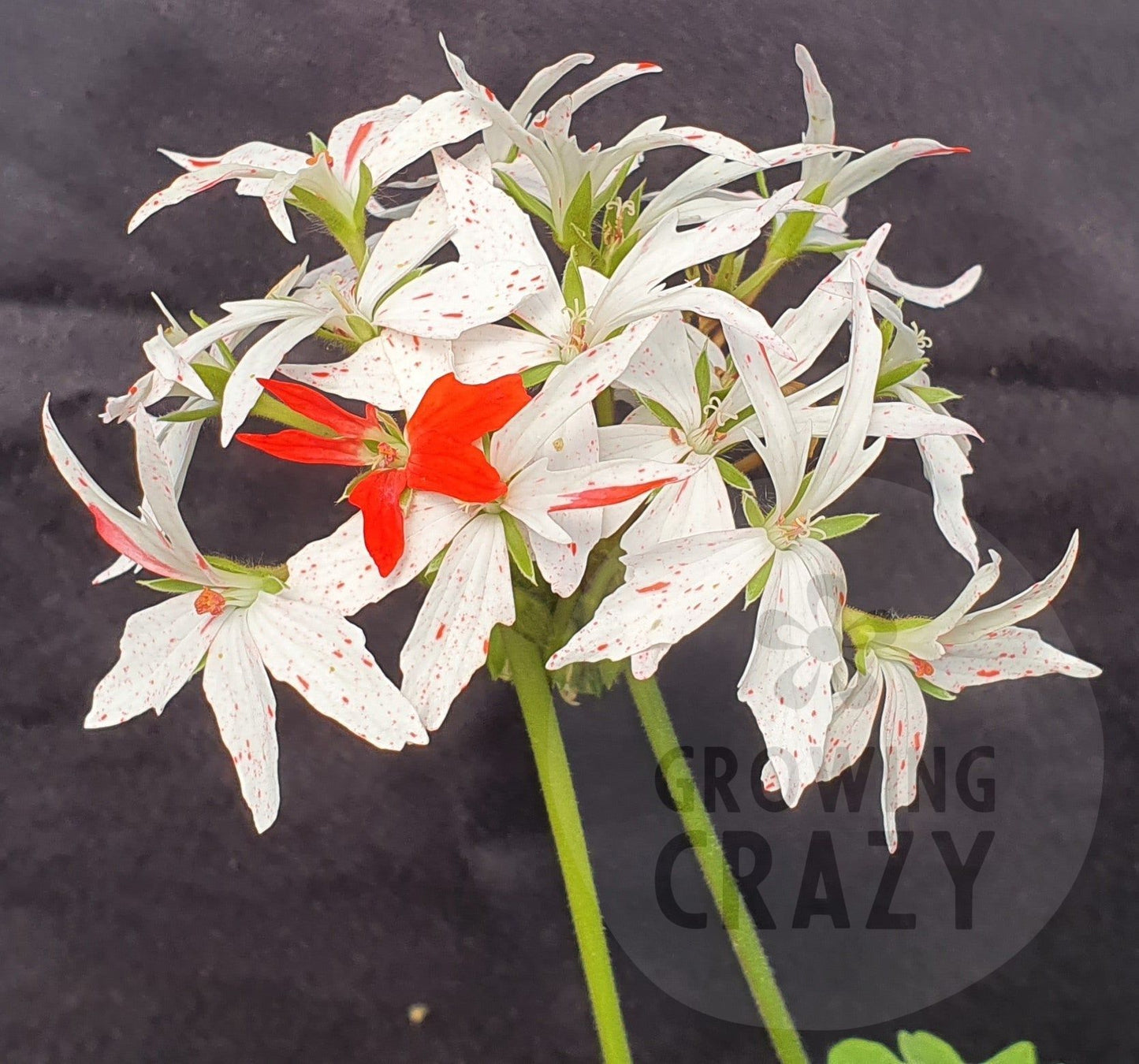 Vectis Glitter bursts through like a firework with nice sized white blooms splashed with a glitter of bright red.   