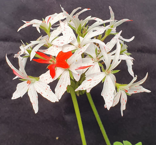 Vectis Glitter bursts through like a firework with nice sized white blooms splashed with a glitter of bright red.   