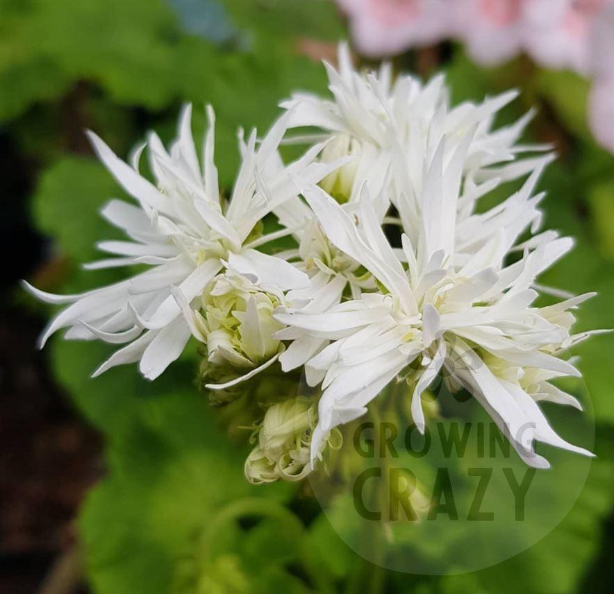 Vectis Snow produces beautiful pompom double white flowers on upright stems. 