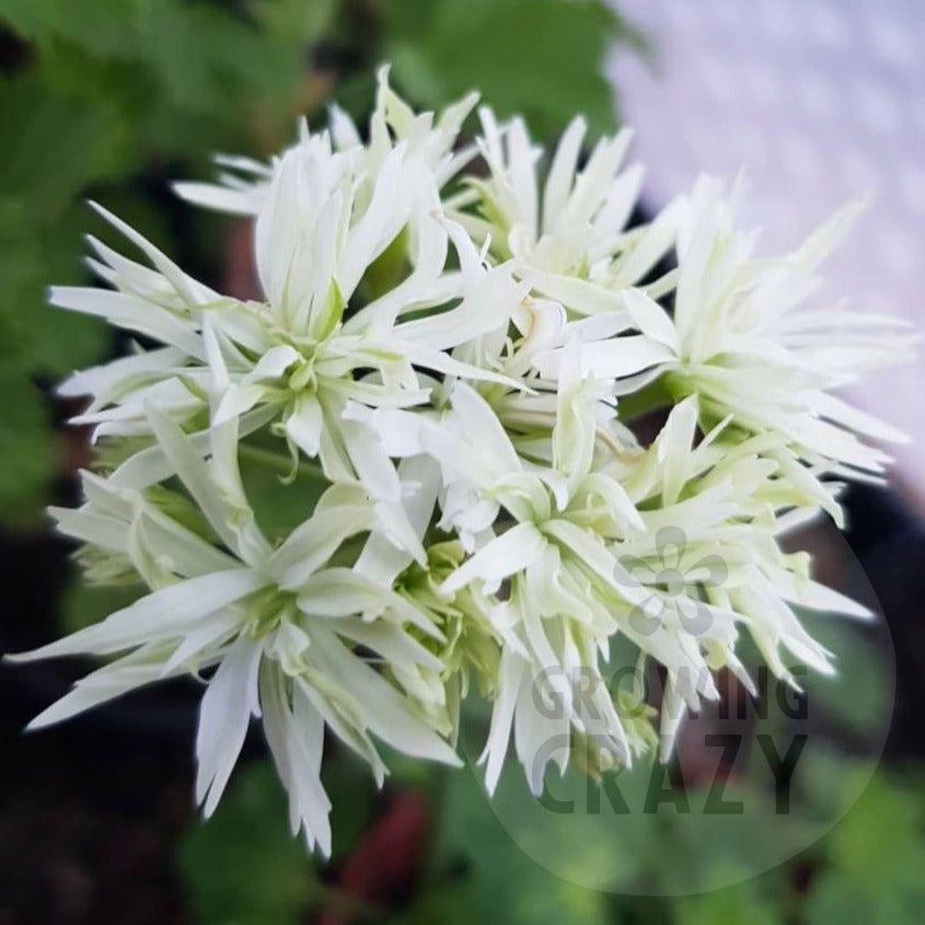 Vectis Snow produces beautiful pompom double white flowers on upright stems. 