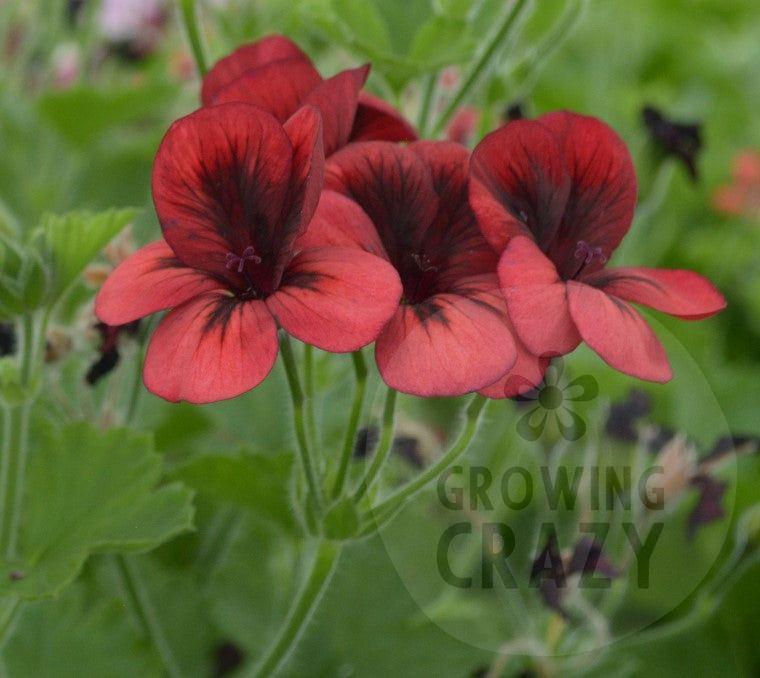 Voodoo - Unique Pelargonium (Geranium) plant in 6cm bio pot