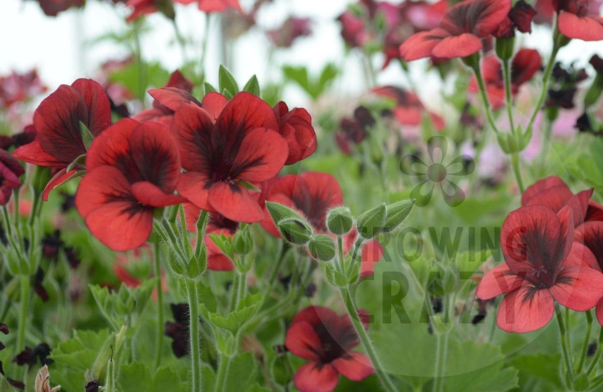 Voodoo - Unique Pelargonium (Geranium) plant in 6cm bio pot