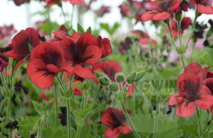 Voodoo - Unique Pelargonium (Geranium) plant in 6cm bio pot