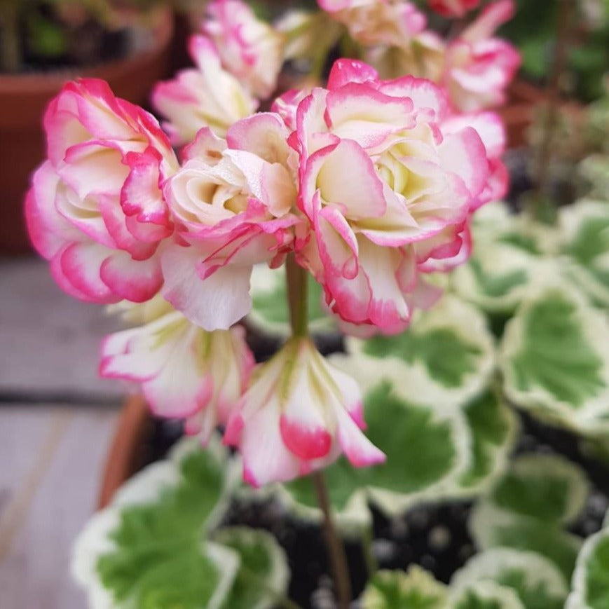 Westdale Appleblossom - Rosebud Pelargonium (Geranium) Plant - 6cm pot