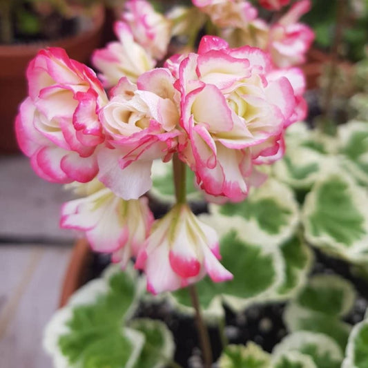 Westdale Appleblossom - Rosebud Pelargonium (Geranium) Plant - 6cm pot
