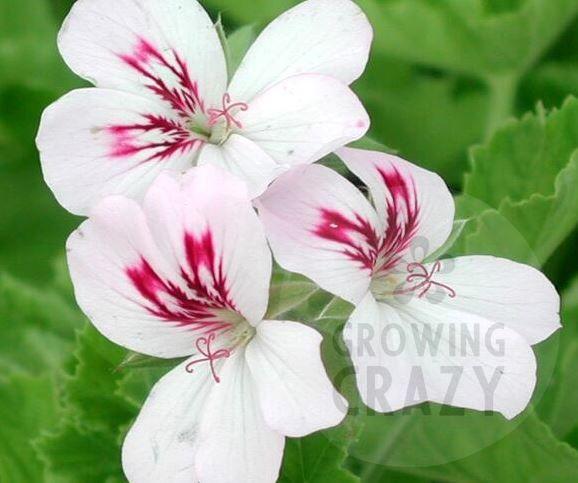 White Unique - Unique Pelargonium (Geranium) Plant - 6cm bio pot