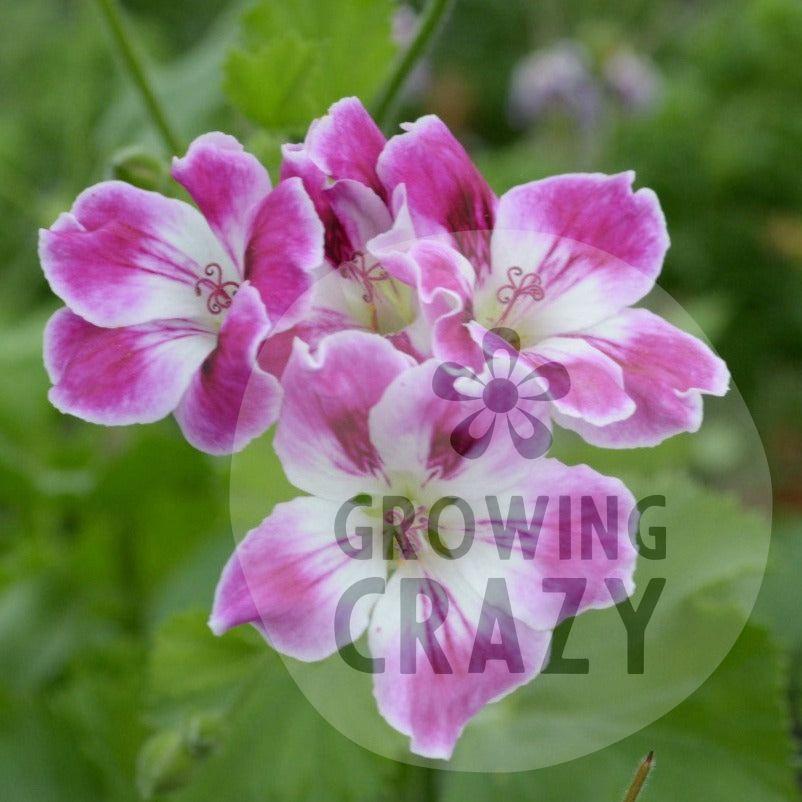 Willa - Decorative Pelargonium Geranium strong upright habit  soft mauve and white clusters of flowers