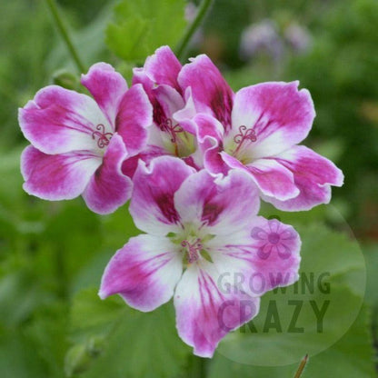 Willa - Decorative Pelargonium Geranium strong upright habit  soft mauve and white clusters of flowers