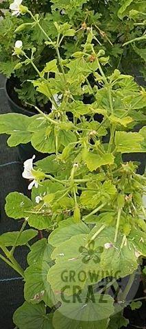 Apple Betty - Scented Leaf Pelargonium (Geranium) Plant - 6cm bio pot