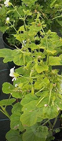 Apple Betty - Scented Leaf Pelargonium (Geranium) Plant - 6cm bio pot
