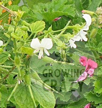 Apple Betty - Scented Leaf Pelargonium (Geranium) Plant - 6cm bio pot