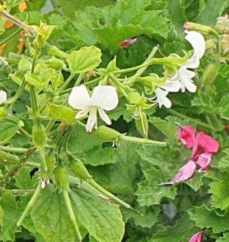 Apple Betty - Scented Leaf Pelargonium (Geranium) Plant - 6cm bio pot
