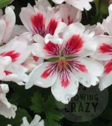 Arnside Fringed Aztec - Regal Pelargonium (Geranium)  compact  bushy feathered petal  white and red 