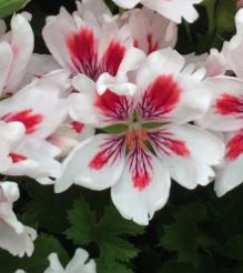 Arnside Fringed Aztec - Regal Pelargonium (Geranium)  compact  bushy feathered petal  white and red 