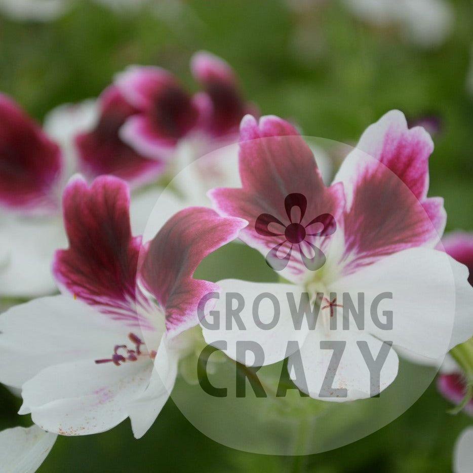 This is Decorative Pelargonium (Geranium) 'Australian Mystery' which produces an abundance of purple and white flowers.