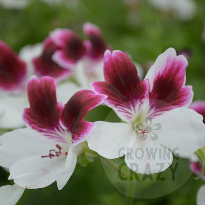This is Decorative Pelargonium (Geranium) 'Australian Mystery' which produces an abundance of purple and white flowers.
