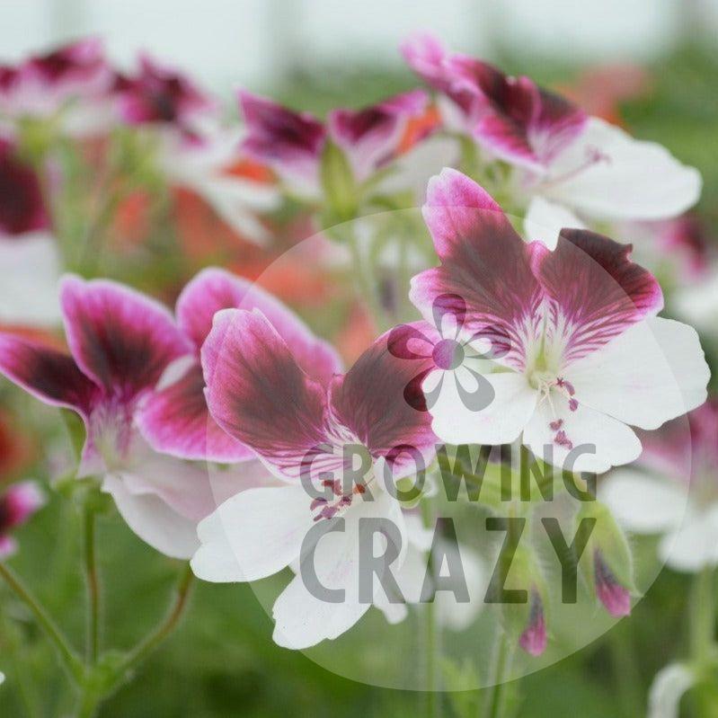 This is Decorative Pelargonium (Geranium) 'Australian Mystery' which produces an abundance of purple and white flowers.