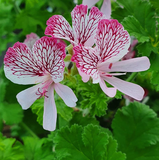 Geranium, pink and white, bushy, fast growing 