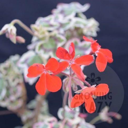 Betwixt - Coloured Leaf Pelargonium Geranium bright scarlet flowers  remarkable foliage  upright Victorian