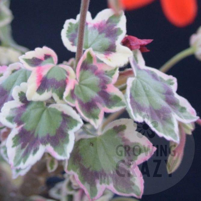 Betwixt - Coloured Leaf Pelargonium (Geranium) Plant - 6cm bio pot