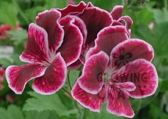 Black Prince - Regal Pelargonium / Geranium upright and tall habit and produces purple-black flowers with bright white edges