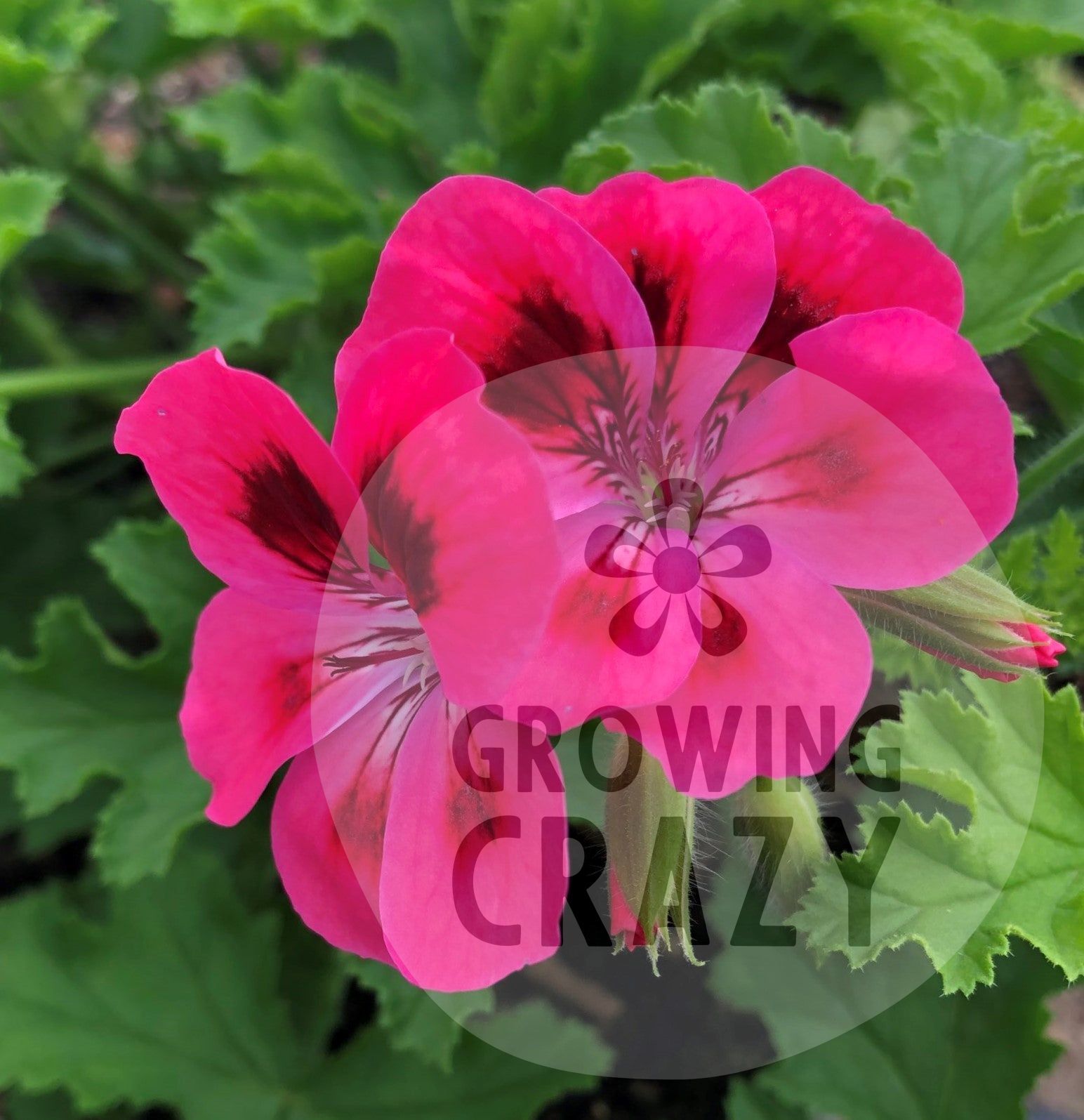 Brunswick - Sweet Fruity Scented Leaf Pelargonium / Geranium Plant - 6 ...