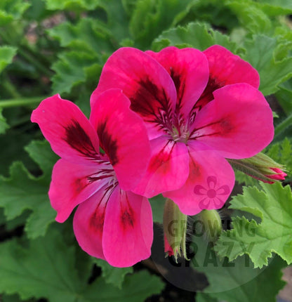 Brunswick - Sweet Fruity Scented Leaf Pelargonium / Geranium Plant - 6cm bio pot