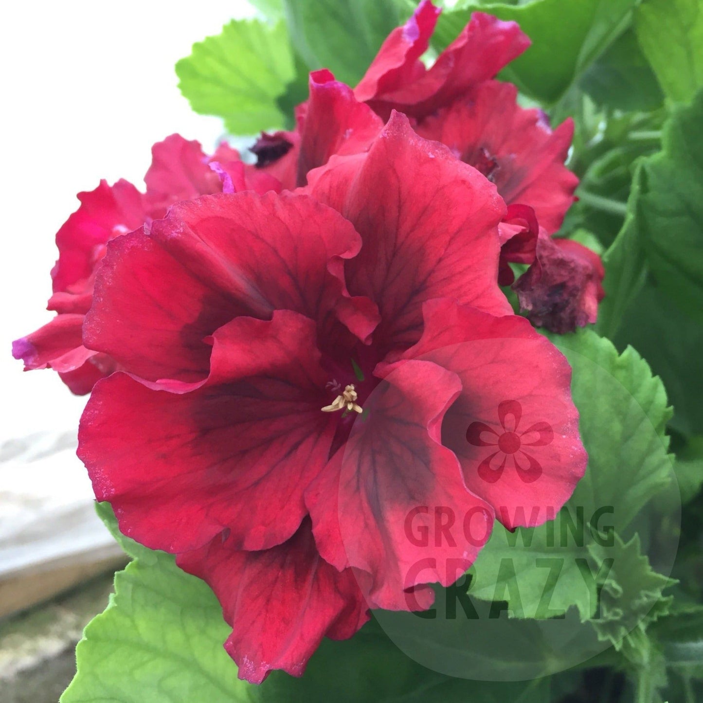 Bushfire - Regal Pelargonium (Geranium) bright red petals deep red blaze upright habit 