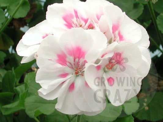 This is Zonal Pelargonium 'Chelsea Morning' which produces a pretty white flower with pink blushes in the centre.  It was raised by Hazel Key and named after her granddaughter who was born on one of the mornings of the Chelsea Flower Show!