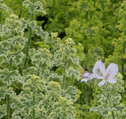 Crispum Variegatum - Lemon Scented Leaf Pelargonium (Geranium) - Single 6cm pot
