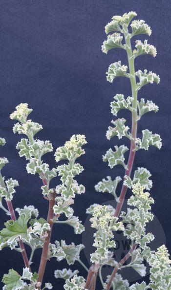 Scented Leaf Geranium / Pelargonium Collection - 3x Named 6cm Plants - our choice